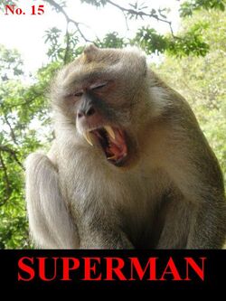 Superman 15