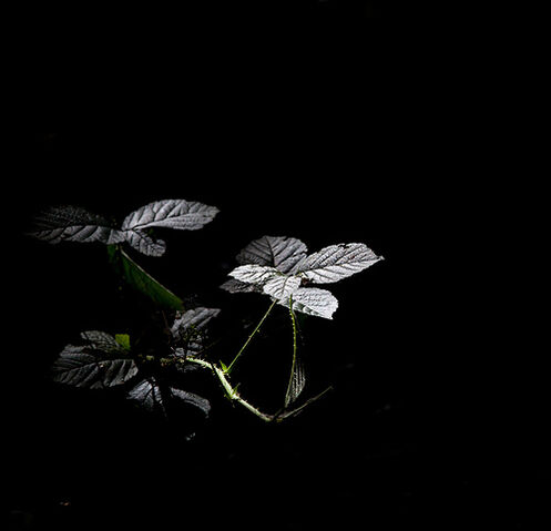 File:Woodland light.jpg