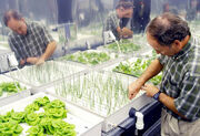 300px-Hydroponic onions nasa