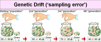 Genetic Drift-Artificial Selection-01