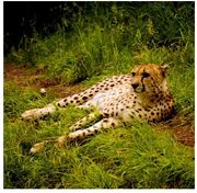 Cheeta