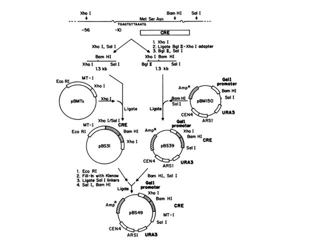File:Crelox yeast2.jpg