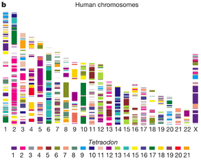Human chromosomes x tetraodon