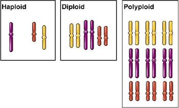 Polyploidy gen
