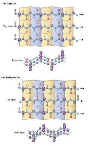 File:Beta sheet.jpg