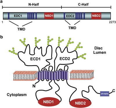 ABCA4 Protin Structure