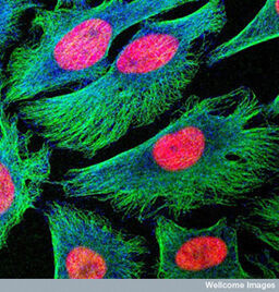 HeLa Cells full