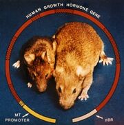 BrinsterMice007