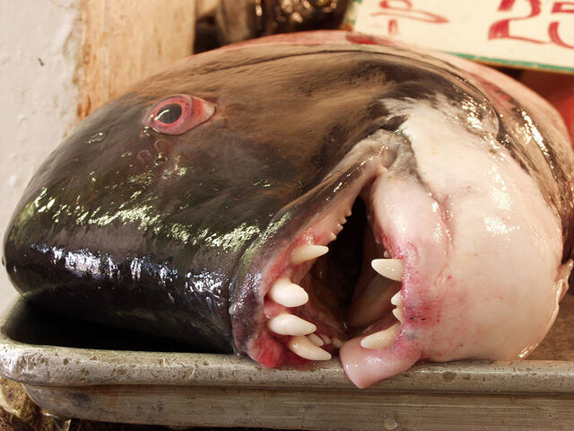 File:Vishandel Pisces - California Sheephead.jpg