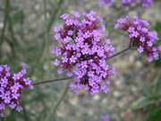 VERBENA