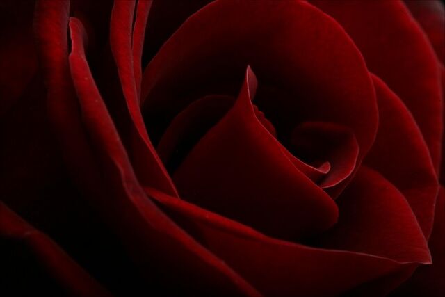 File:Red-roses.jpg