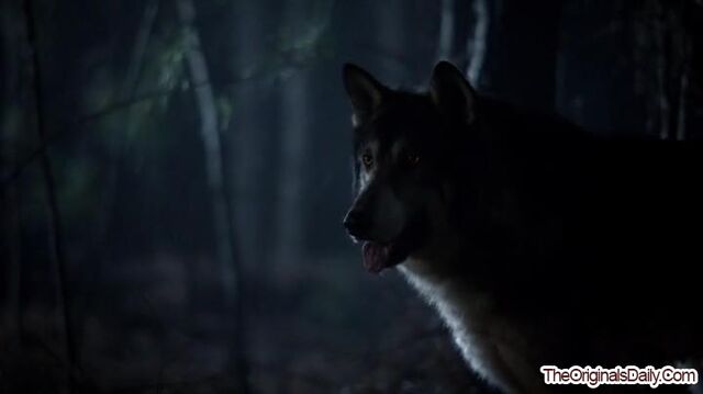 File:CrescentWolf-1 (1).jpg