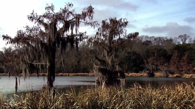 File:The Bayou.jpg