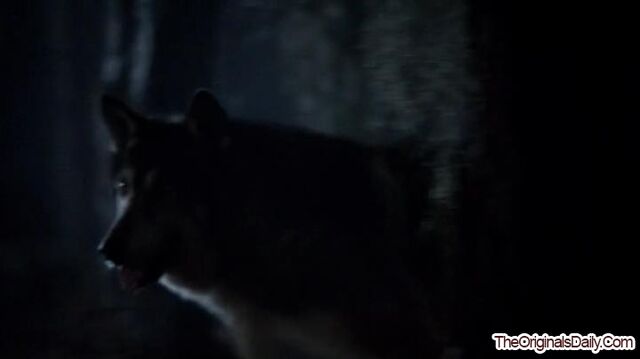 File:CrescentWolf-1.jpg