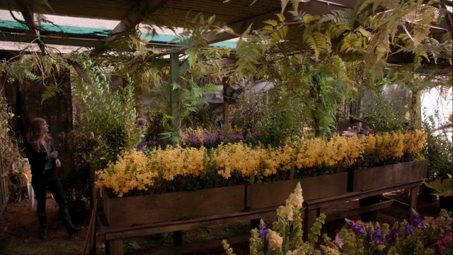 File:Herbs3.png