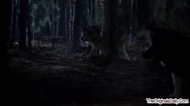 File:CrescentWolf-1 (4).jpg