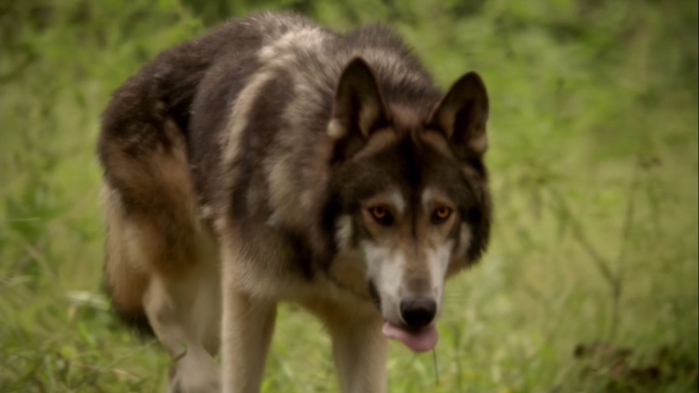 File:Hayleywolf.png