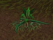 Stranglekelp