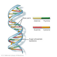 Dnastructure