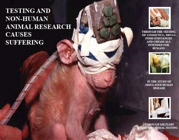 File:VeganTesting.jpg