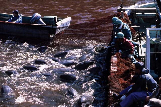 File:Dolphins-in-Net2.jpg