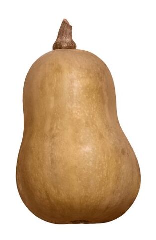 File:Butternutsquash tallthin.jpg