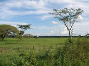 Savana.jpg