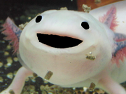 Axolotlsummoningholysand