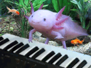 Axolotlpiano