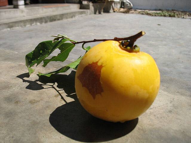 File:Golden Apple.jpg