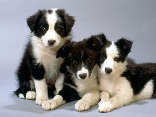 File:DOGGIE.jpg