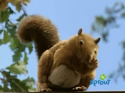 Squirrel (Barney and Friends)
