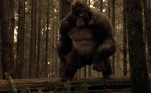 Grodd1