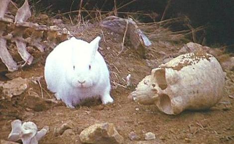 Image result for killer rabbit of caerbannog