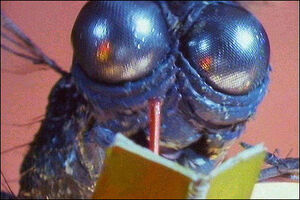 F.W. Fly