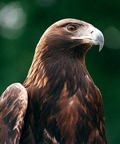 David-eagle