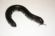 Giant Millipede 1