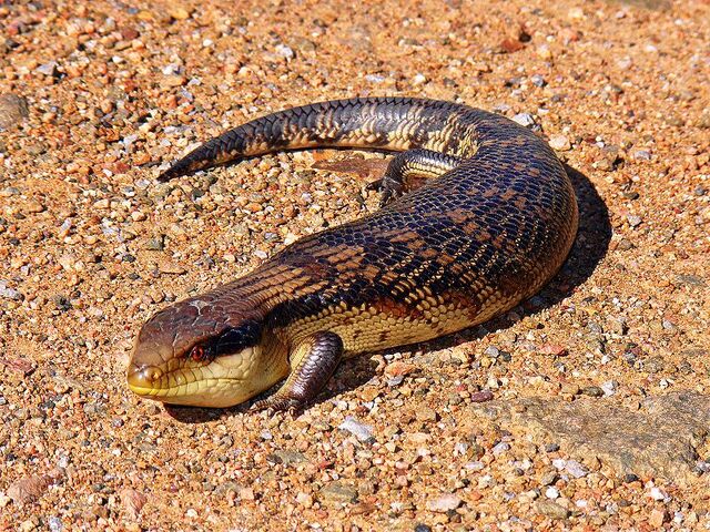 File:Blue Tongued Skink 2.jpg