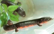 Paddle Tailed Newt 1