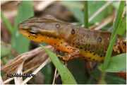 Red-Spotted Newt 1