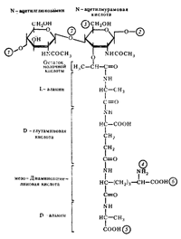 Muramin Peptidoglykan ru