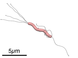 Helicobacter pylori diagram