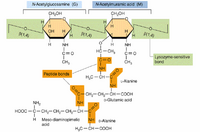 StructureOfPeptidoglycan1
