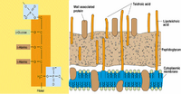 StructureOfPeptidoglycan3