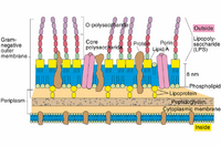 CellWallsOfBacteria2