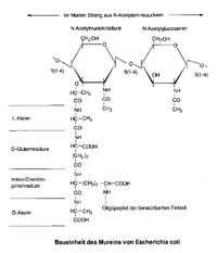 Muramin Peptidoglykan von E.coli