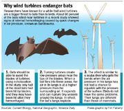 Bats-graphic1-1-