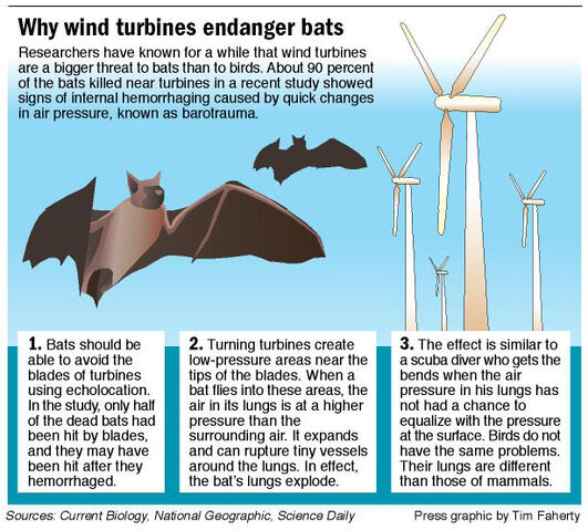 File:Bats-graphic1-1-.jpg