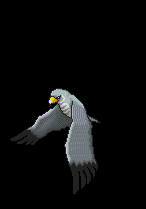 Silver hawk demonstration.gif
