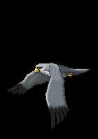 Silver hawk demonstration 2.gif